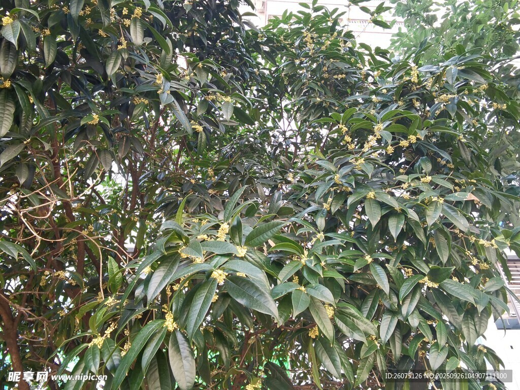 繁茂绿植景观