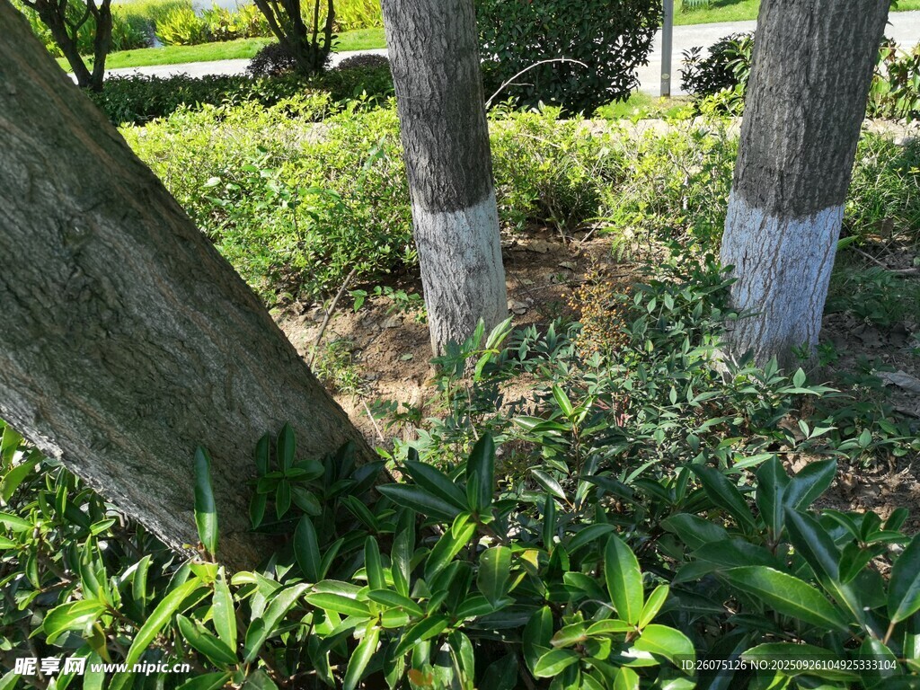 树下绿植景观