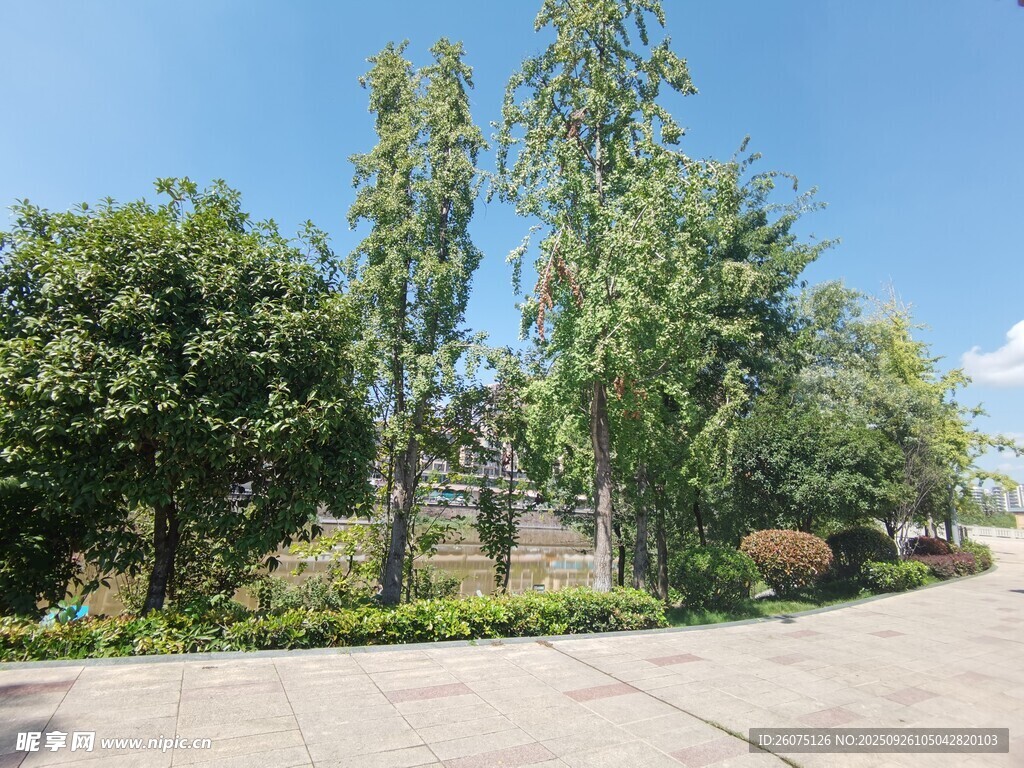 户外绿树环绕的开阔场景