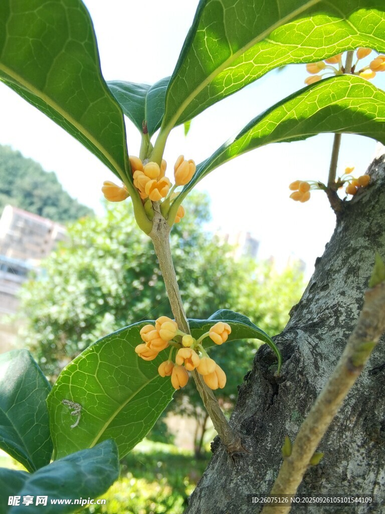 枝头绽放的金黄桂花