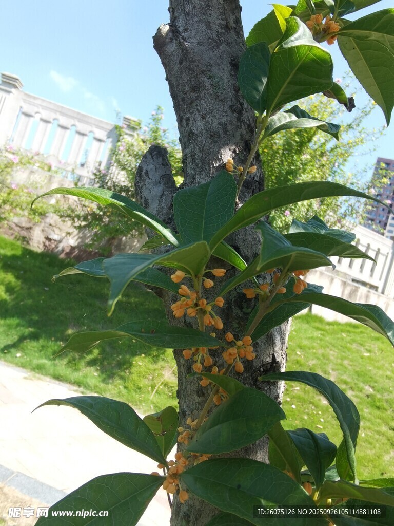 枝头繁花绿意中的绚烂景象