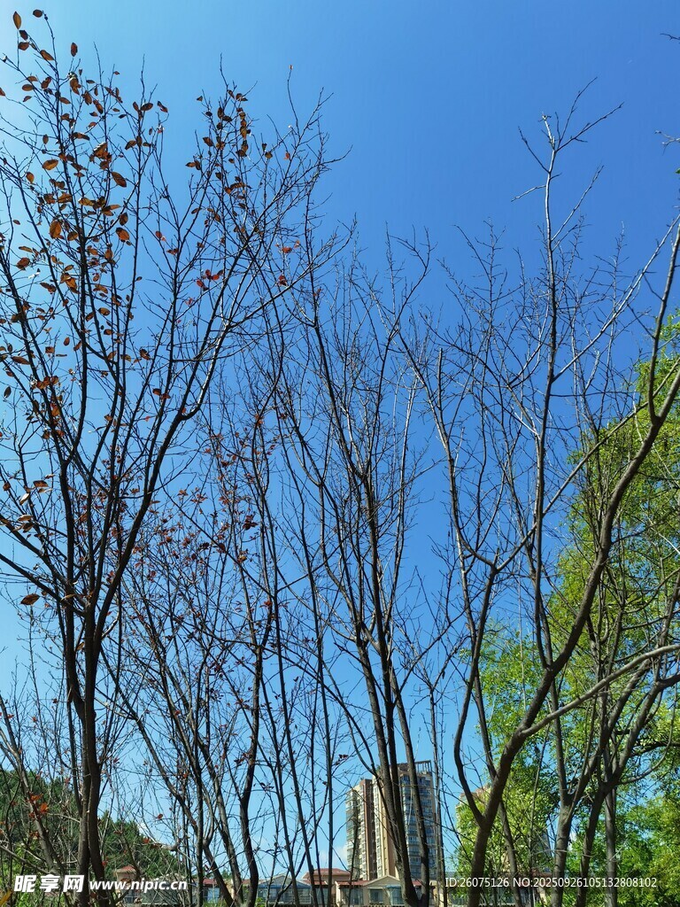蓝天映衬下的树木景观