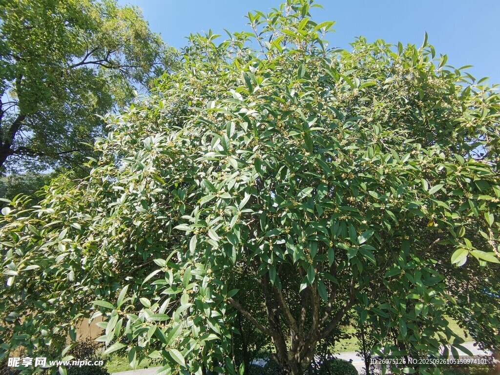 茂盛绿树展现自然生机