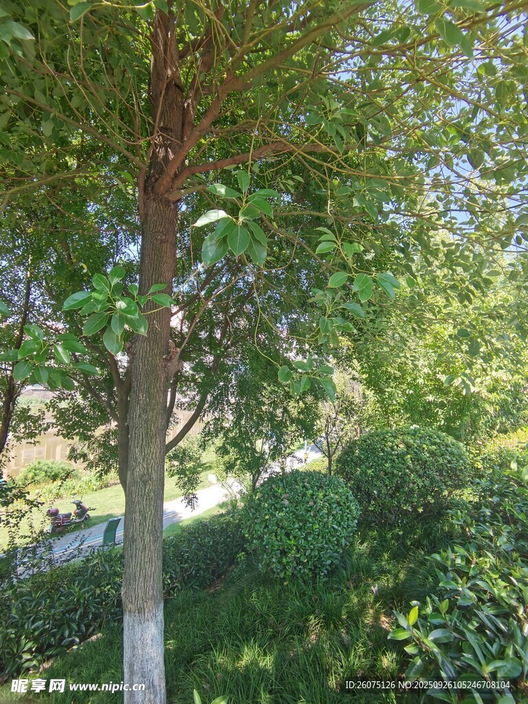 夏日葱郁树木与绿植景观