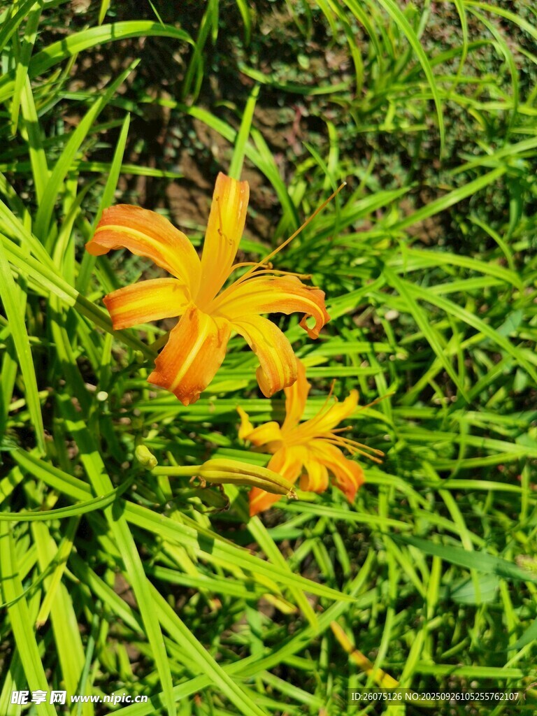 草丛中的橙色萱草花