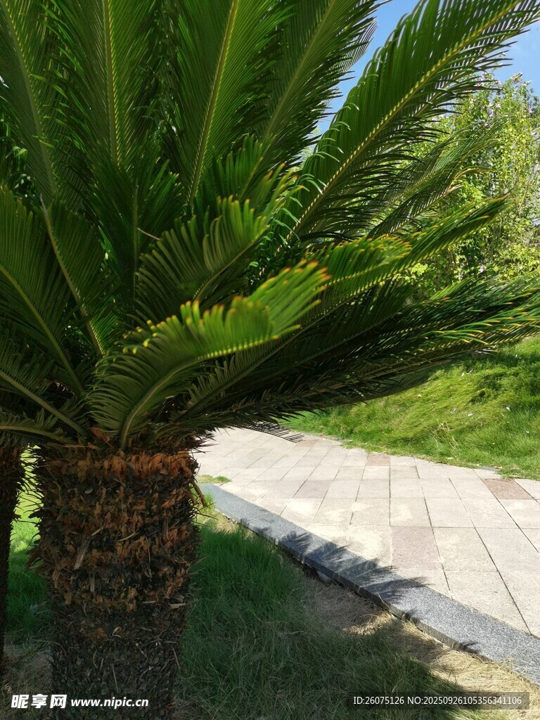 道路旁的高大棕榈树