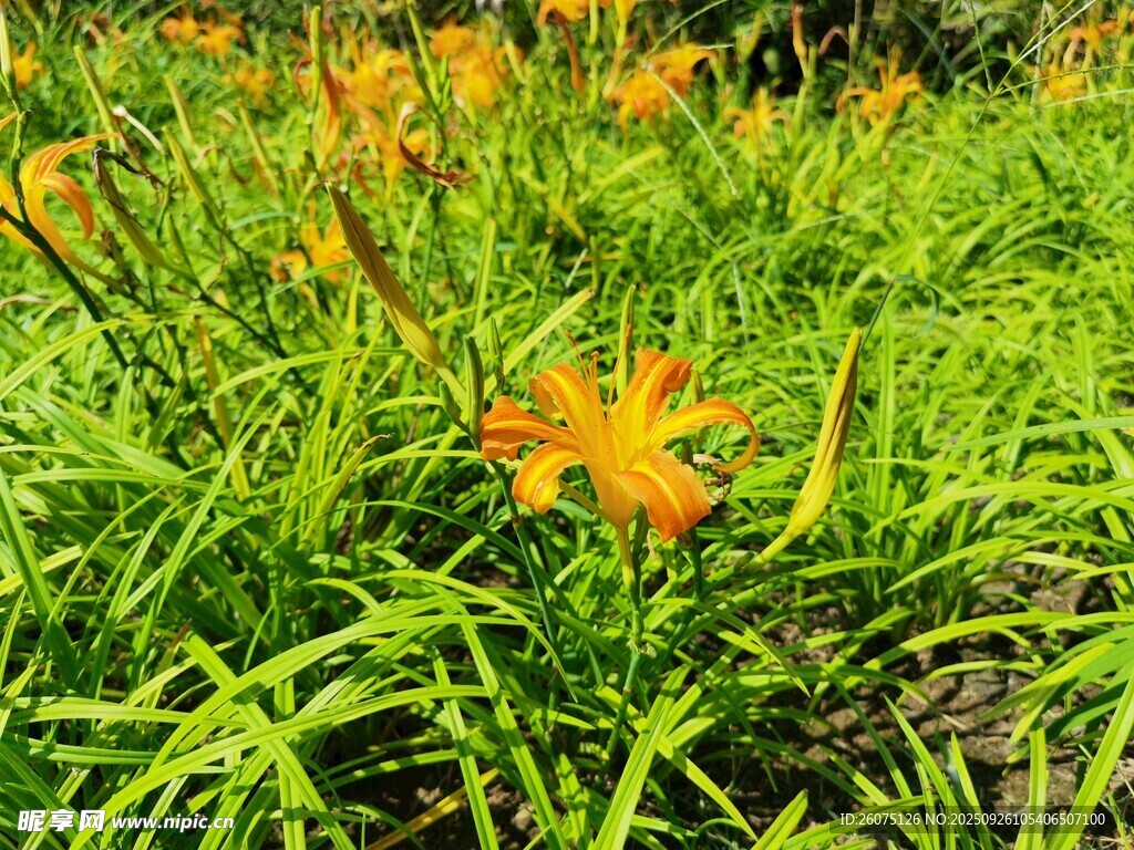 草丛中的绚烂橙色花朵