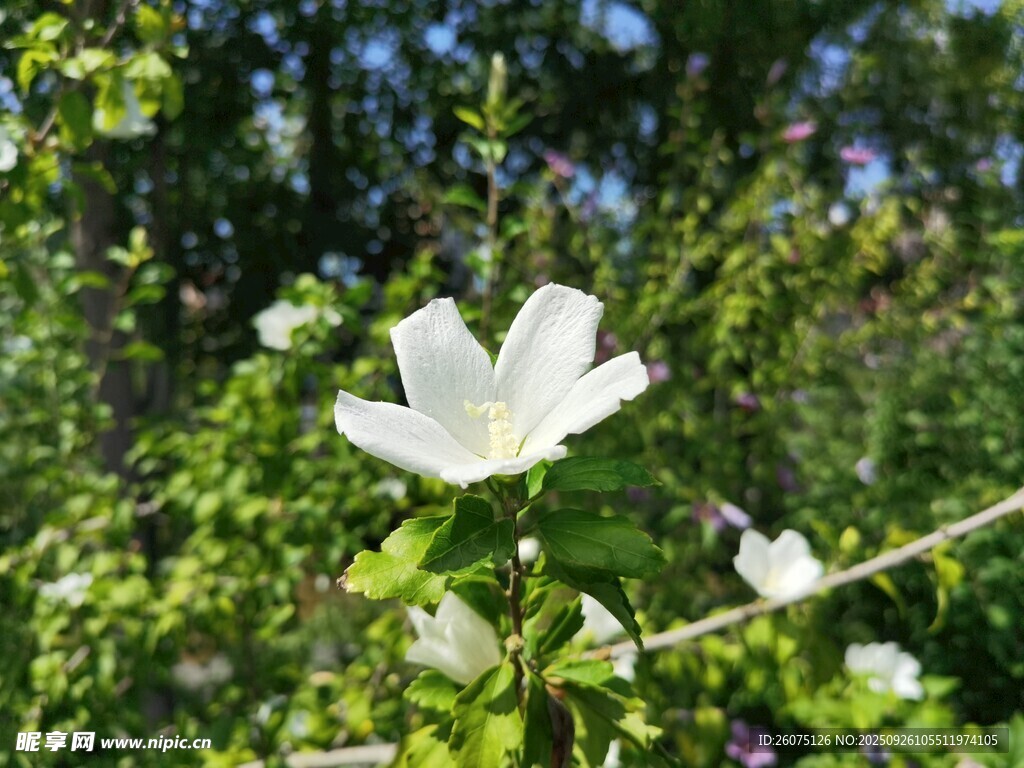 白色花朵绽放于绿意间