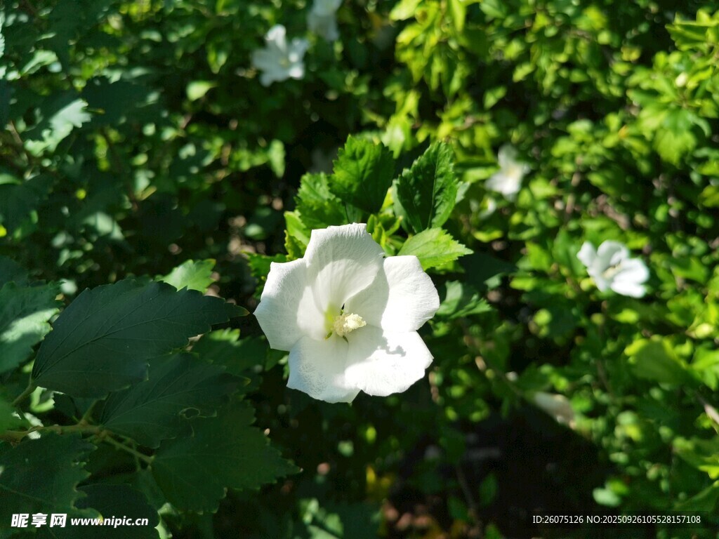 白色木槿花绽放于绿叶间