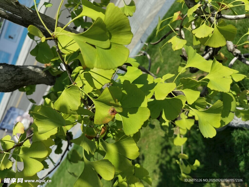 嫩绿银杏树叶生机勃勃