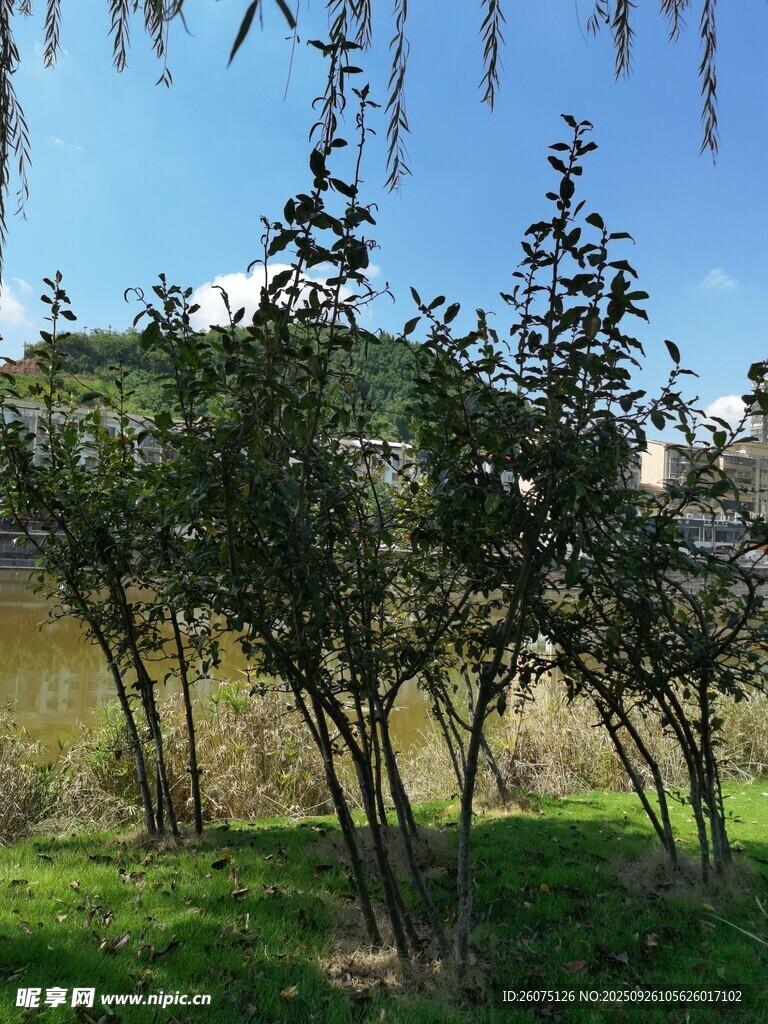 河畔绿树成荫的自然景致