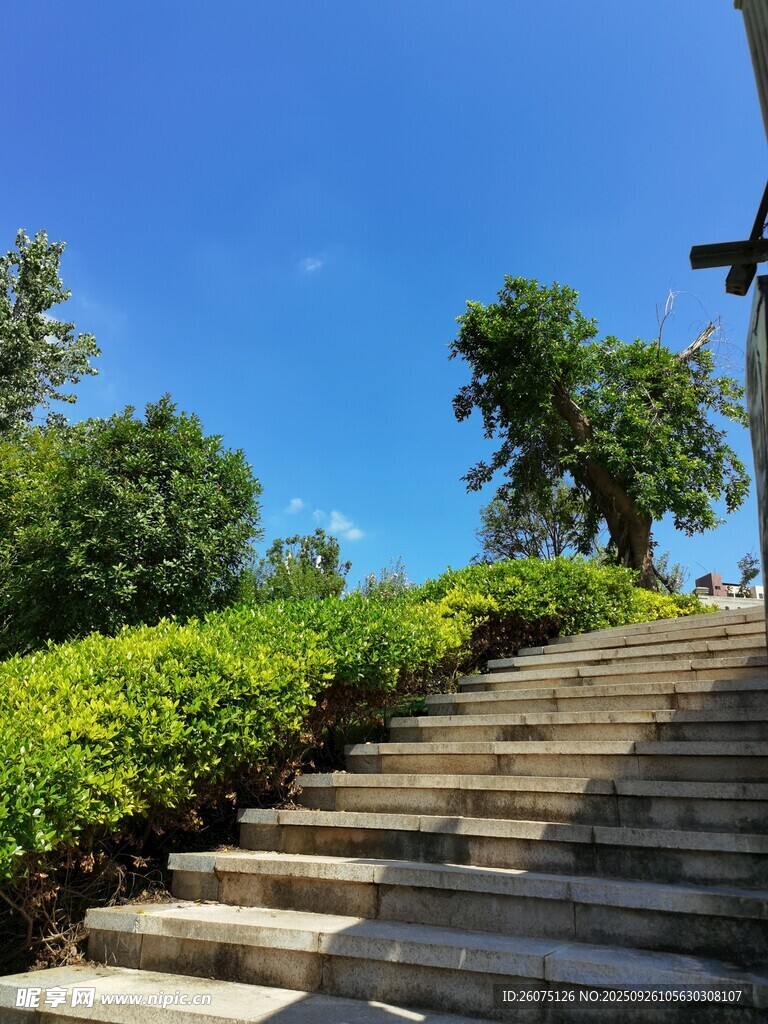 户外石阶旁的绿植与蓝天