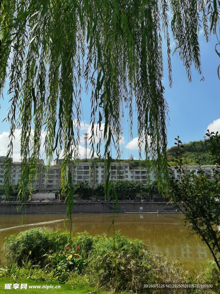 湖畔垂柳美景