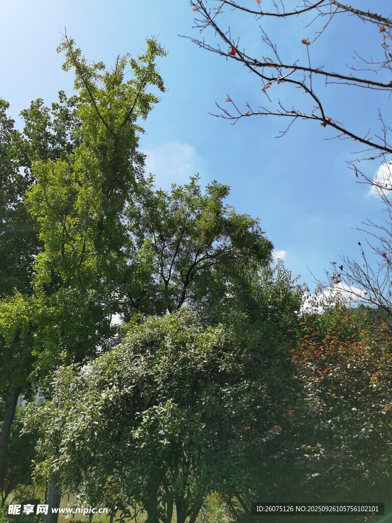 蓝天绿树景致