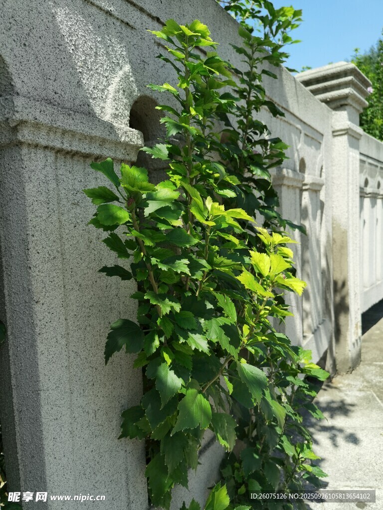 石墙边的翠绿藤蔓植物
