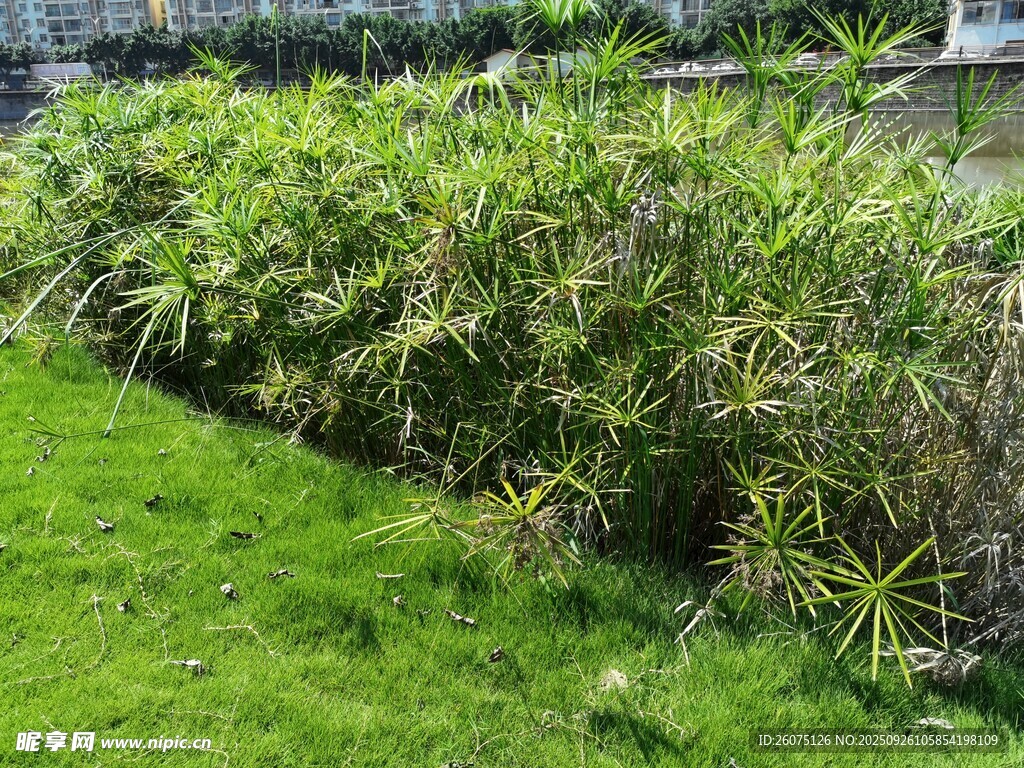 岸边翠绿竹林与草地景观