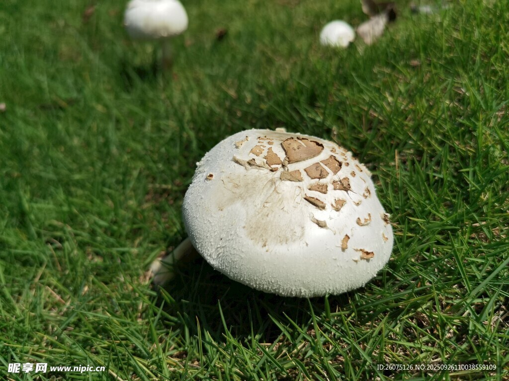 草地上的白色蘑菇