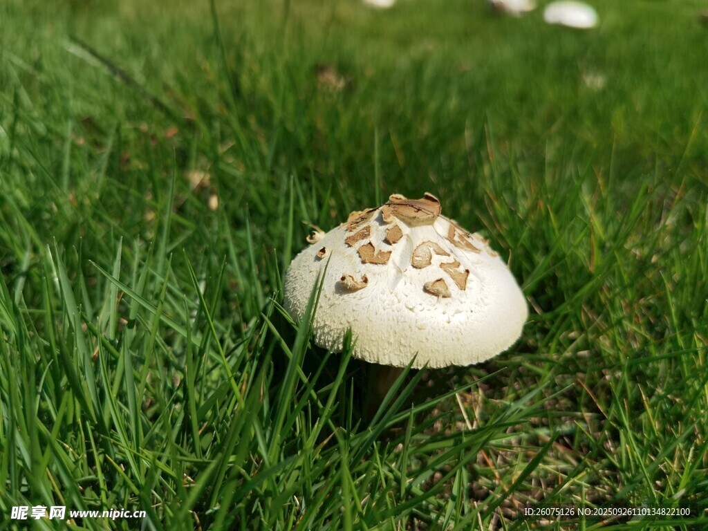 草地上的白色小蘑菇