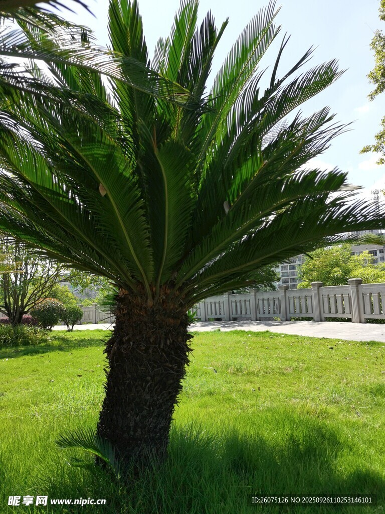 草坪上的单株棕榈树