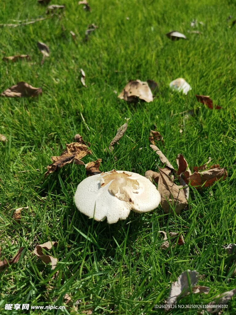 草地上的白色蘑菇