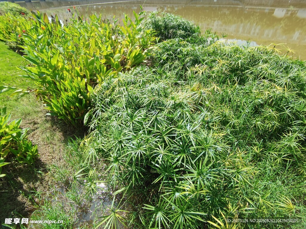 绿意盎然的多样植物景观