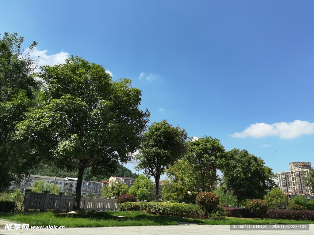 蓝天绿树的清新户外景致