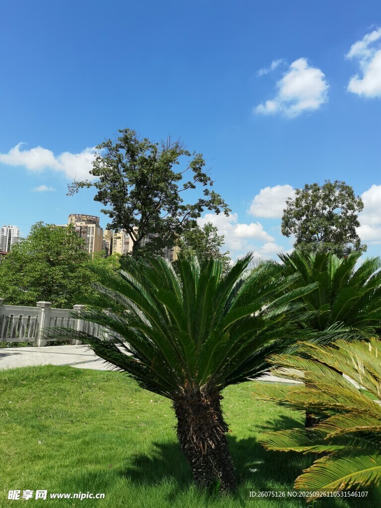 户外绿意盎然的植物景观