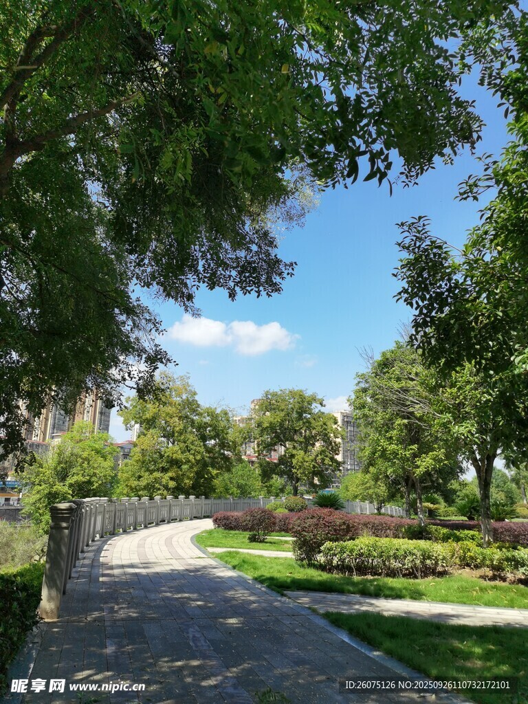 公园林荫小径风景