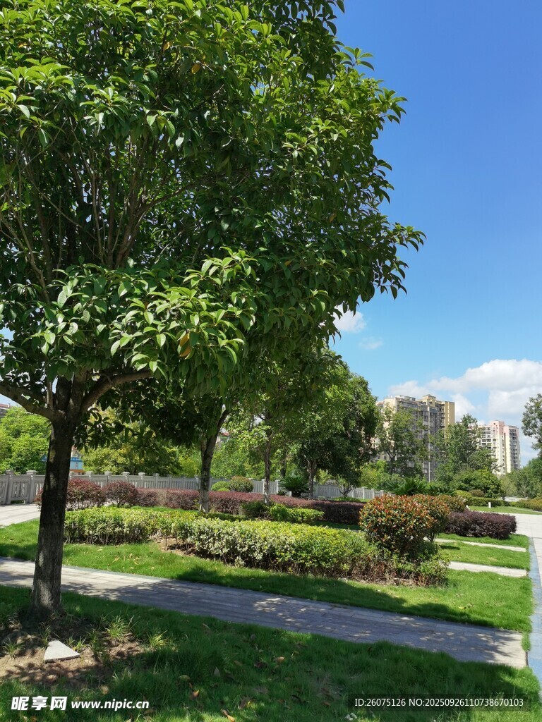 公园绿意小径风景