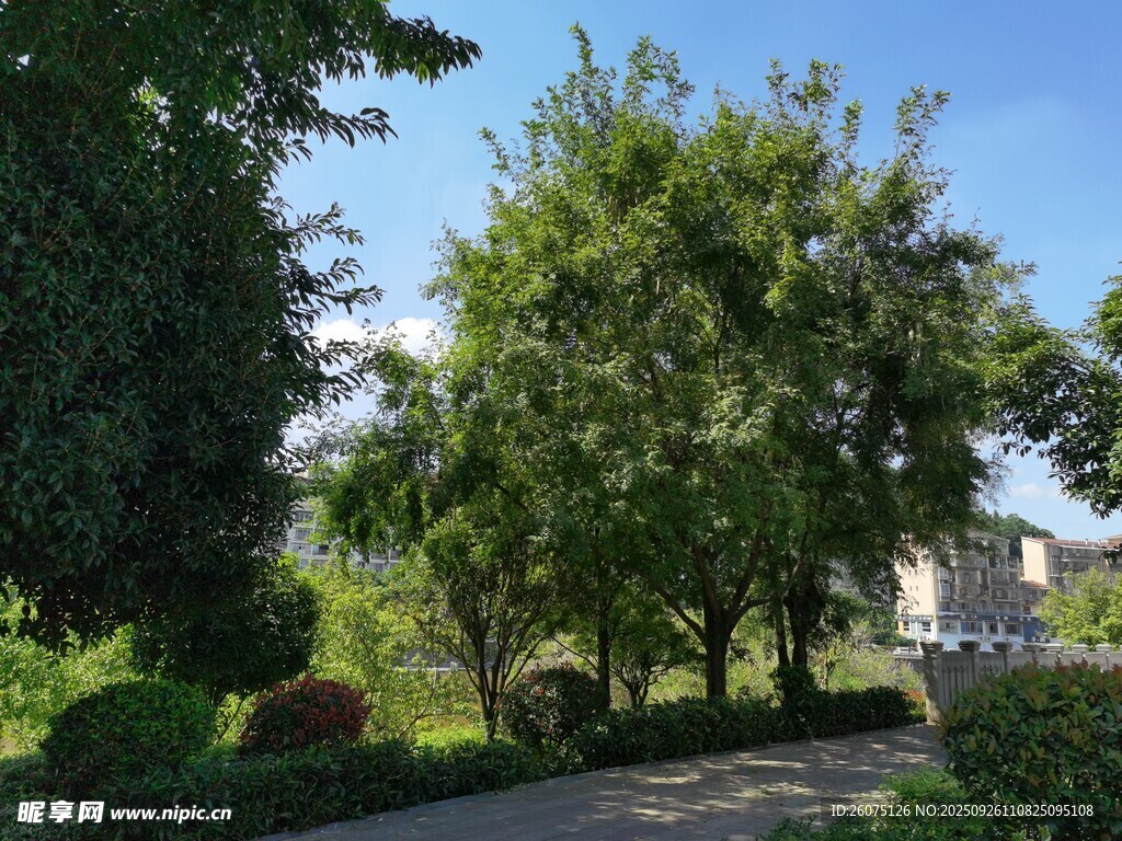 夏日林荫小道景观