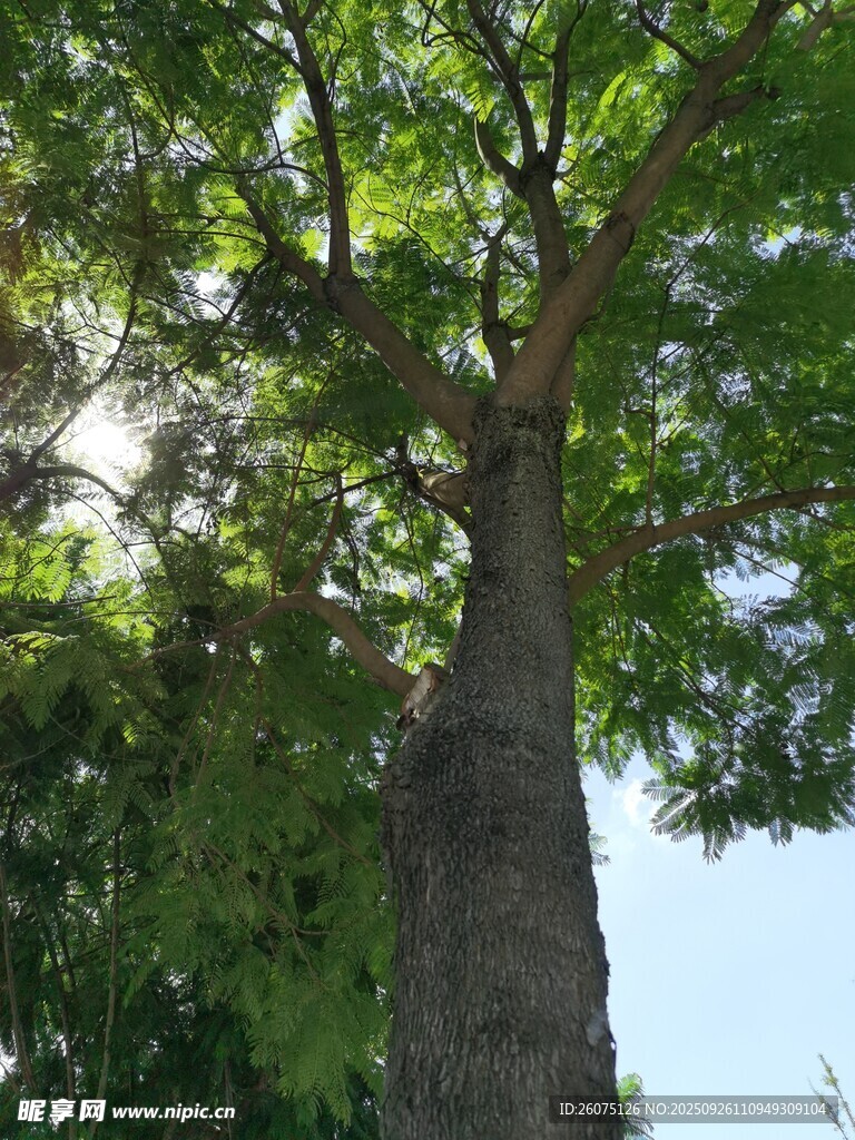 高大挺拔的茂盛树木
