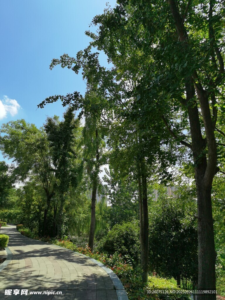 林间石径绿意盎然的景致