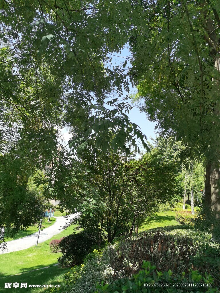 绿意盎然的林间景致