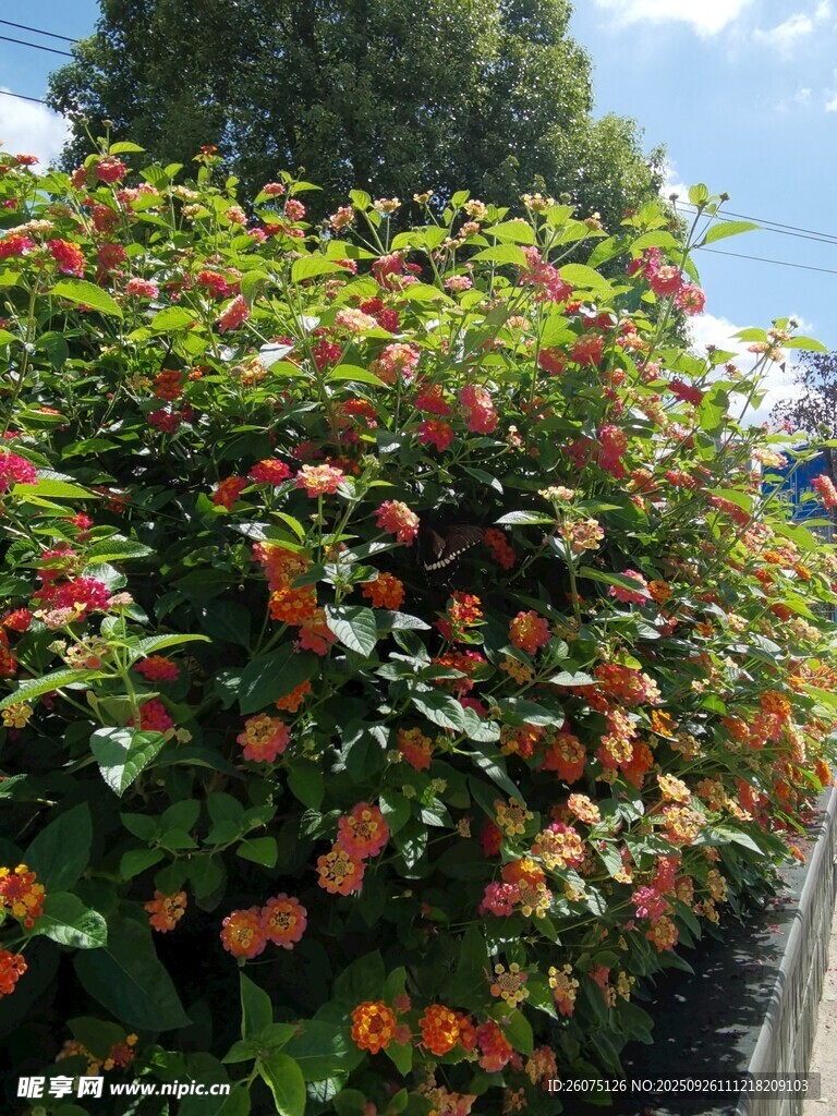 鲜艳花丛绽放生机