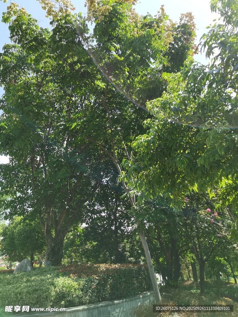 绿意盎然的林间景致