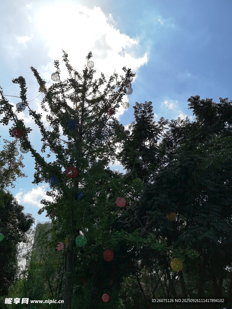 蓝天绿树间的繁茂景象