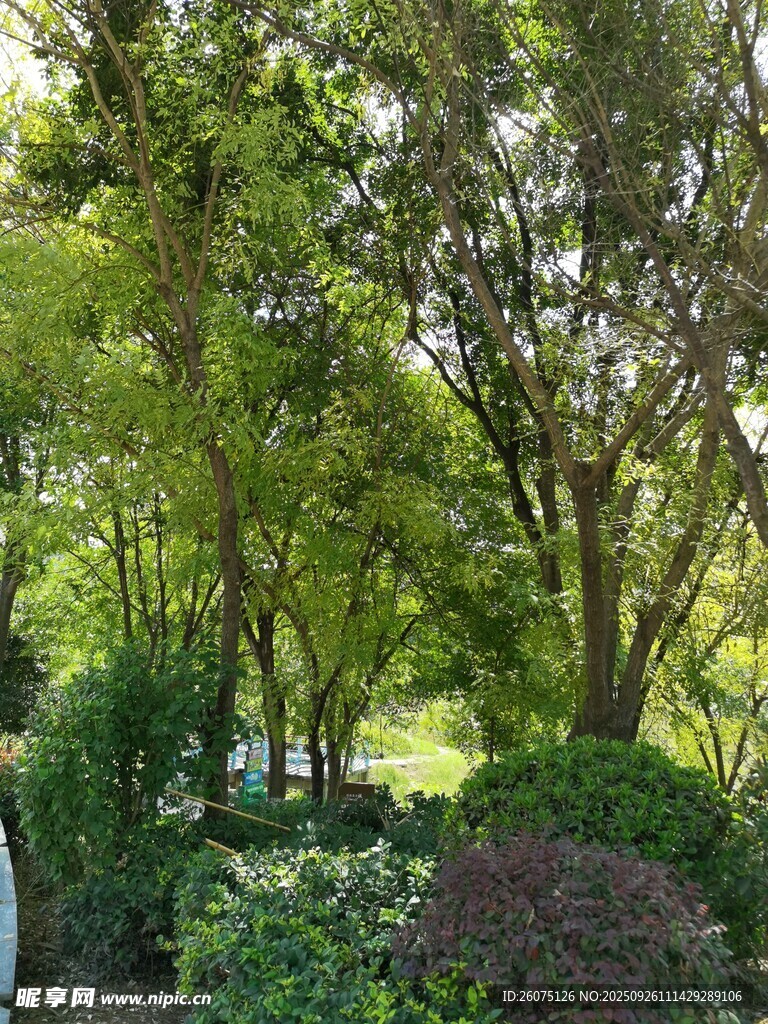 绿意盎然的林间花园