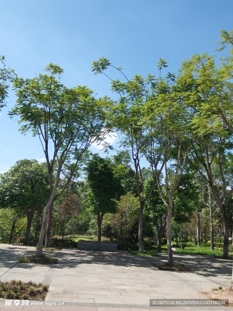 林间开阔地绿树蓝天景