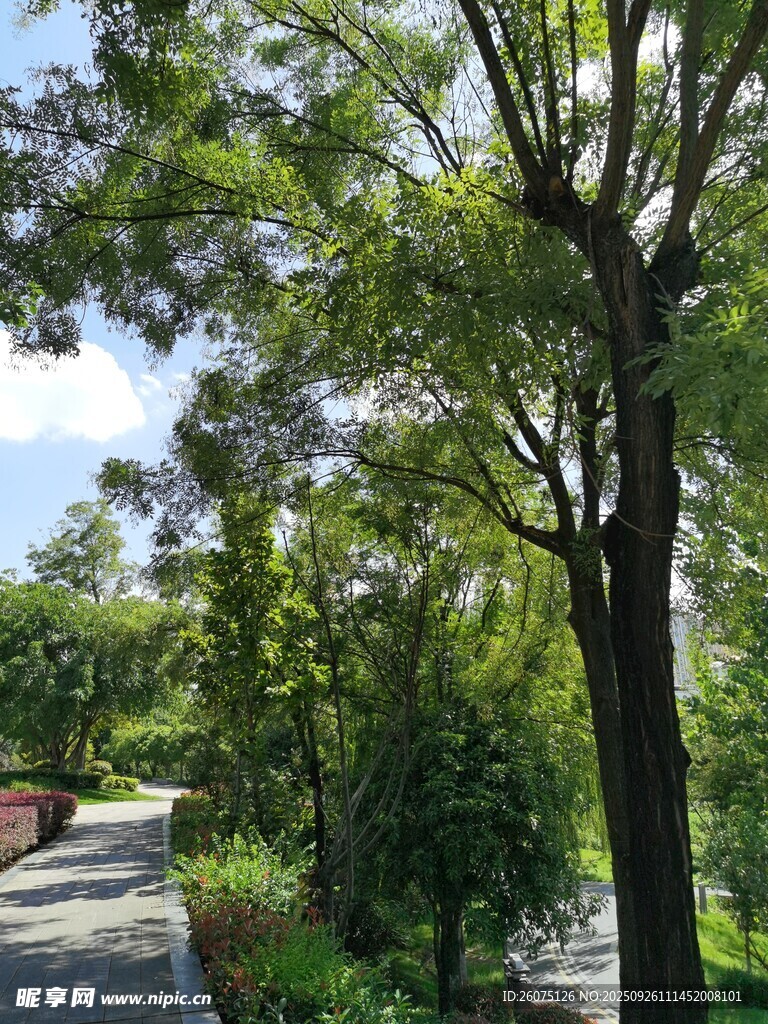林间幽静小路绿意盎然