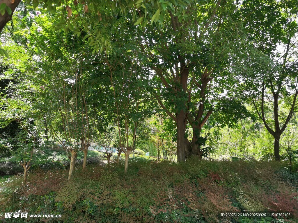 绿意盎然的树林场景