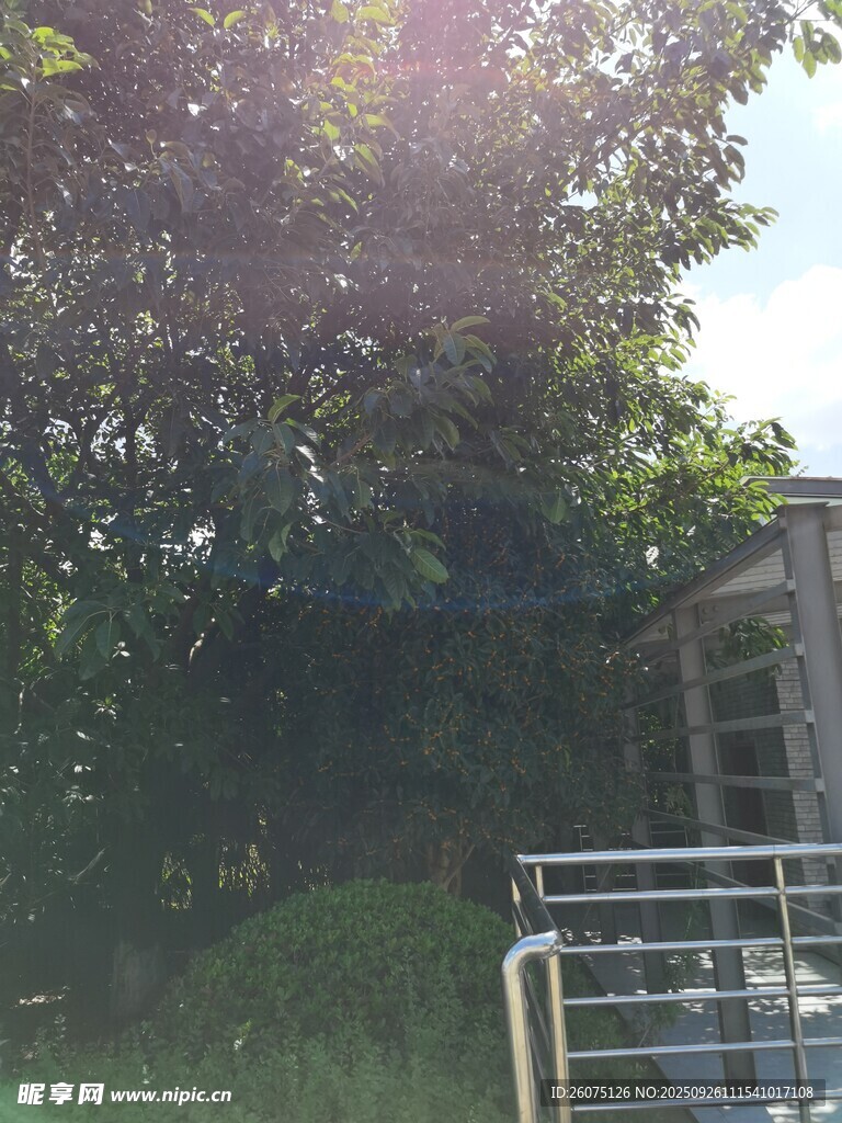 阳光洒落林间的户外景致