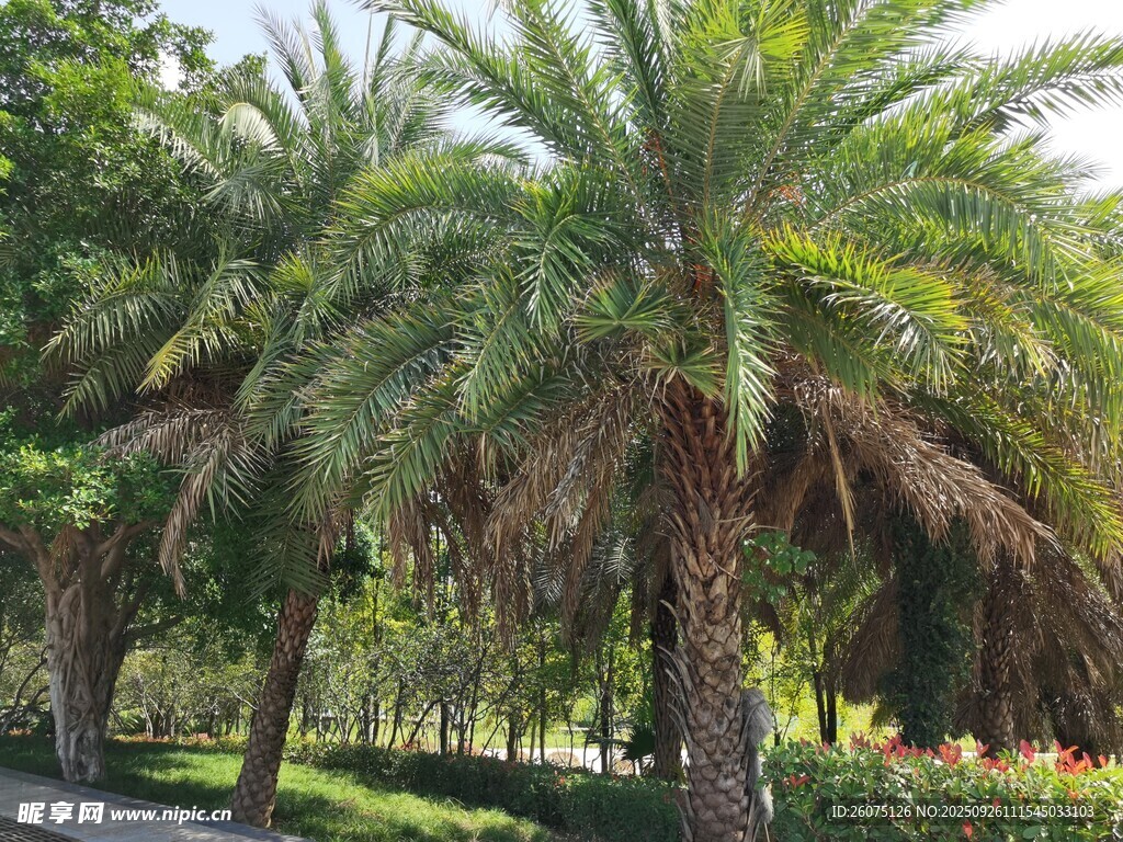 道路旁的高大棕榈树