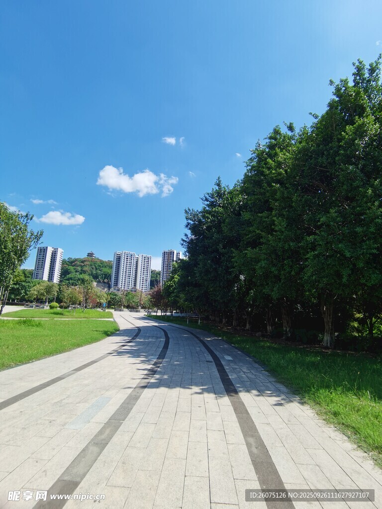 城市林荫步道风景