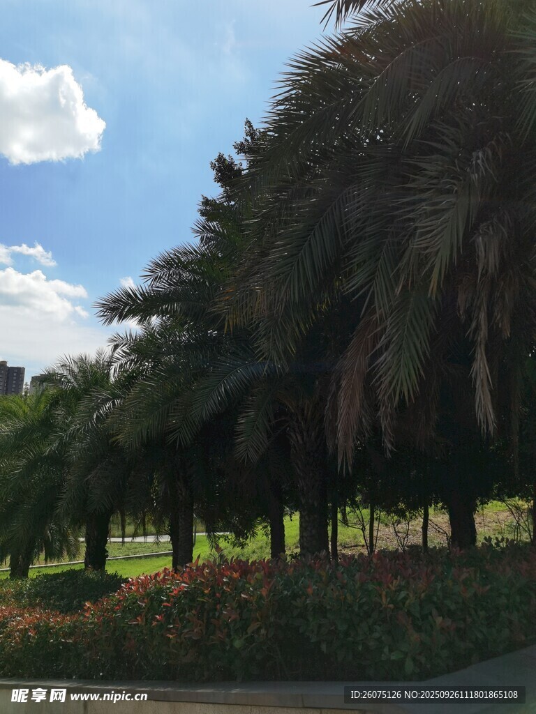 道路旁葱郁的棕榈树景观