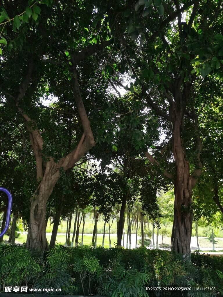 林间绿意盎然的静谧景象