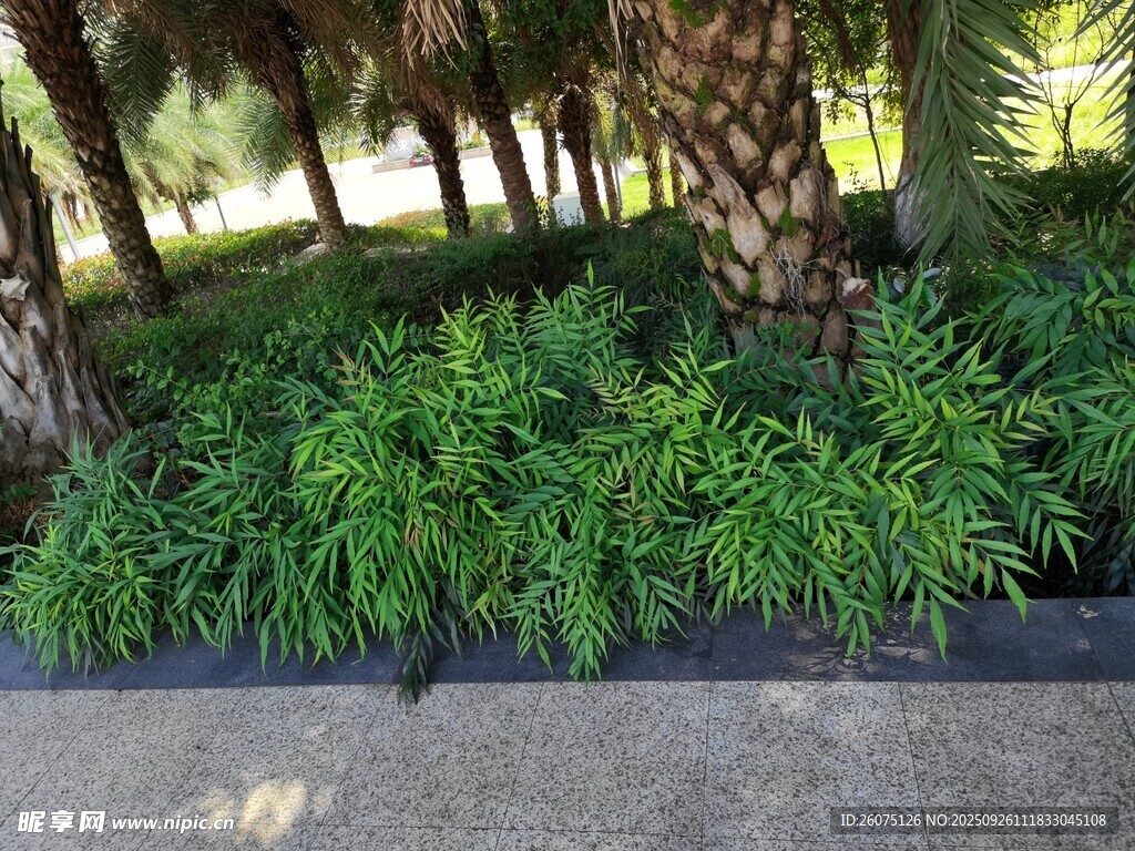 树下葱郁绿植景观