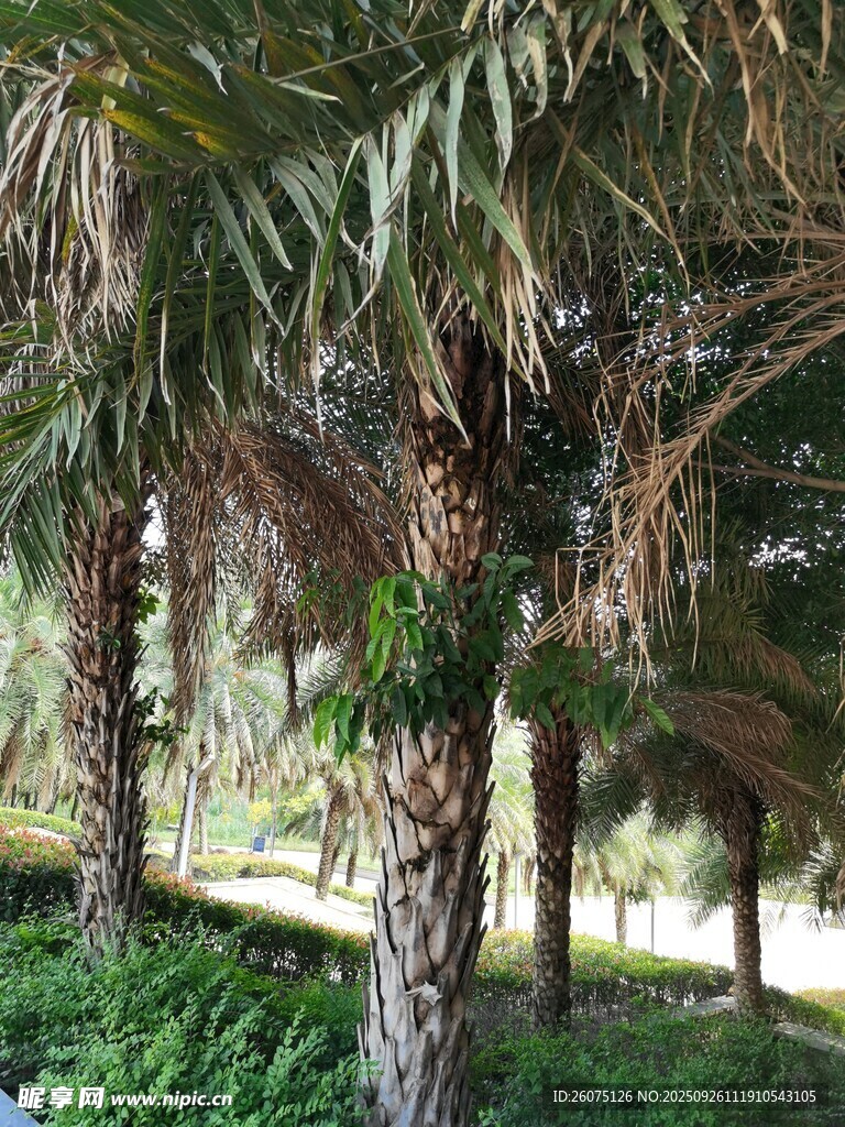 户外葱郁棕榈树景观