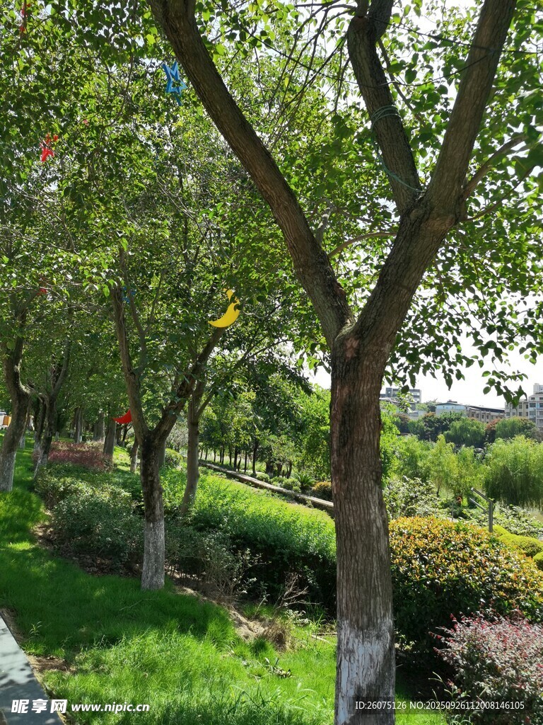 绿树成荫的清新户外景致
