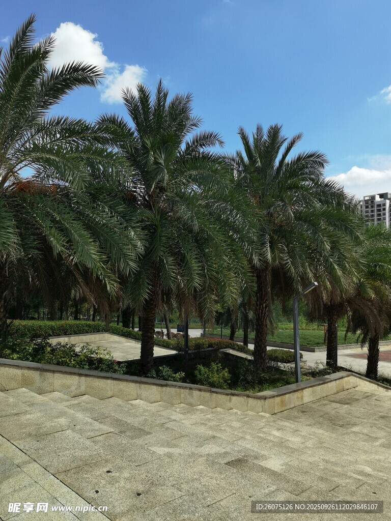 热带棕榈景观开阔场地