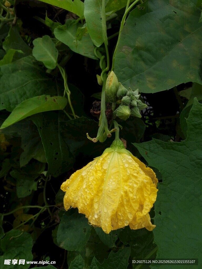 黄色枯萎的南瓜花